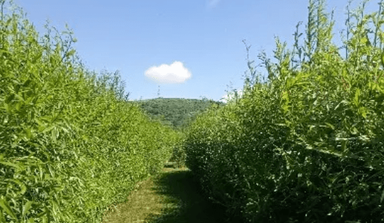 Pohľad zhora na vŕbové bludisko Willkov Park
